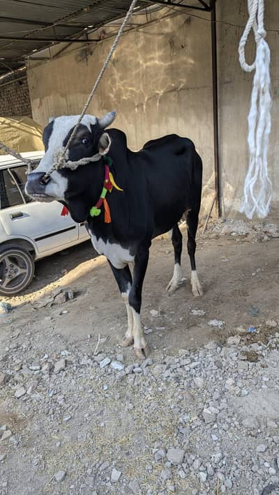 Bull for Eid UL Azha / Desi janwar / 2026 /  Qurbani /