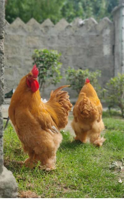 white silky golden baf black polish egg and chicks available