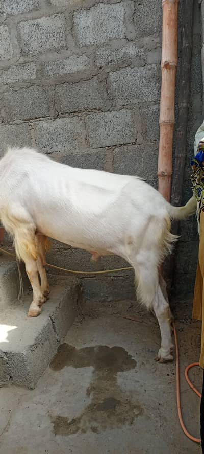 halde and acvtiy goolabhi