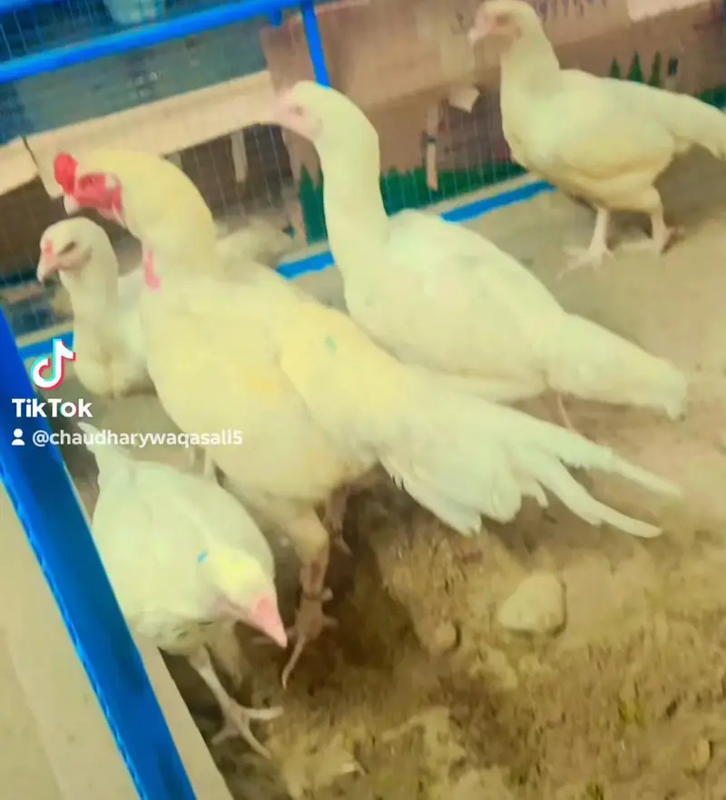 Mashallah pure Heera aseel chiks and egg for sale — photo 9