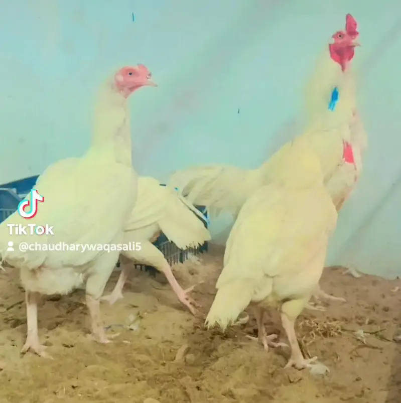 Mashallah pure Heera aseel chiks and egg for sale — photo 8