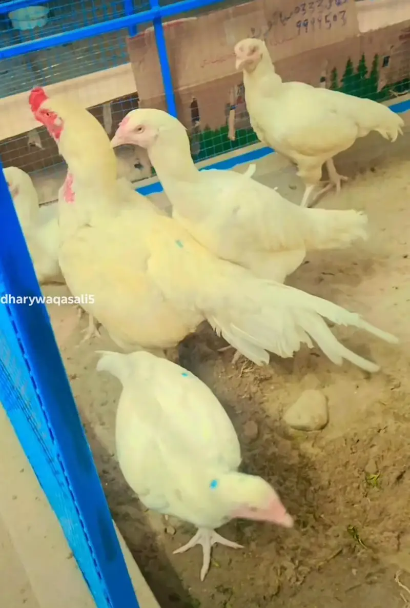 Mashallah pure Heera aseel chiks and egg for sale — photo 7