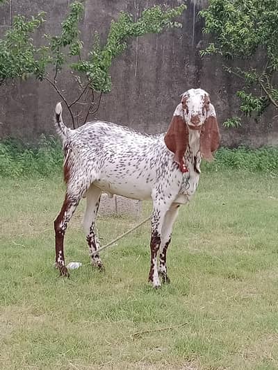 Big size Bakra