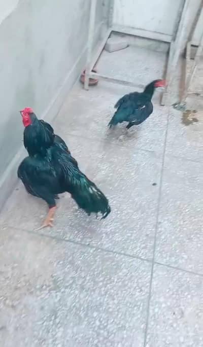 mushka pair quality Wala pair ha Andy da rai ha female