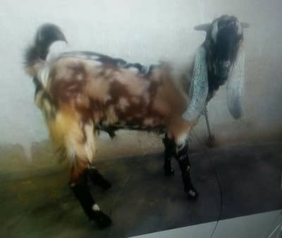 bakra