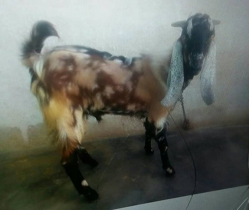 bakra 0
