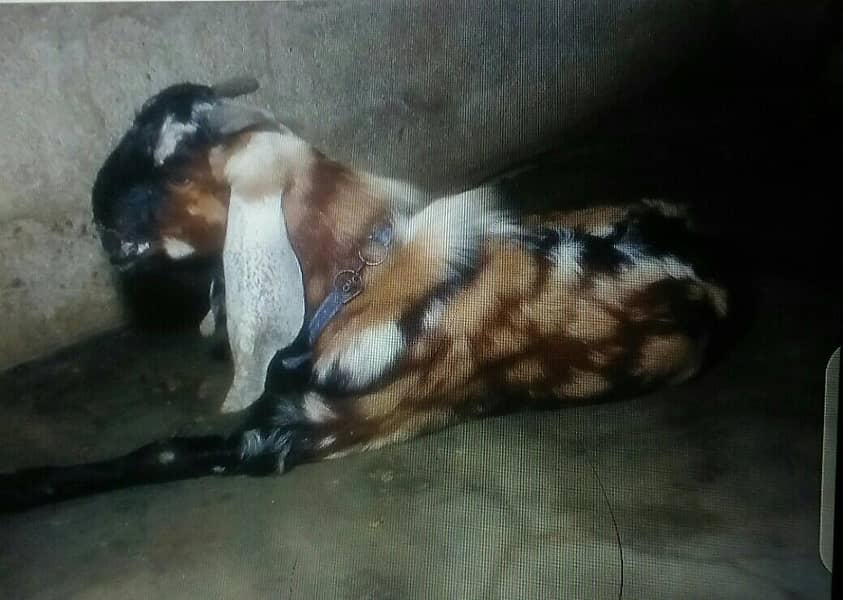 bakra 1