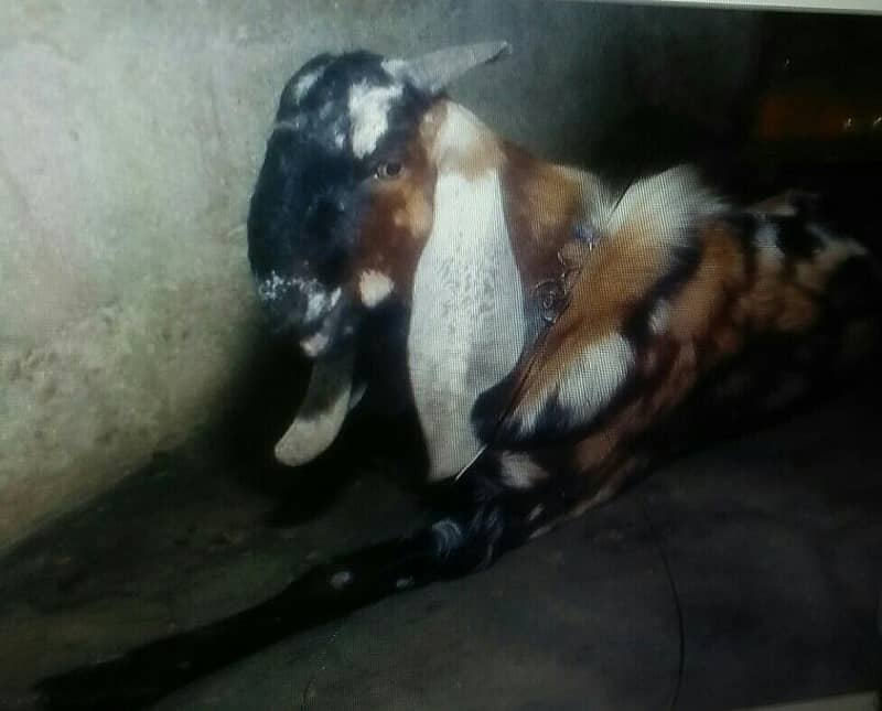 bakra 2