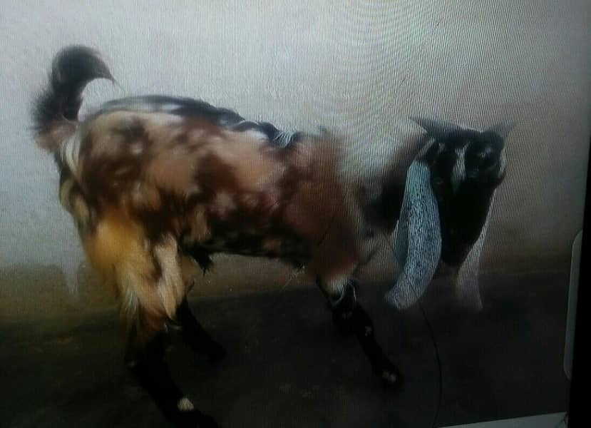 bakra 3