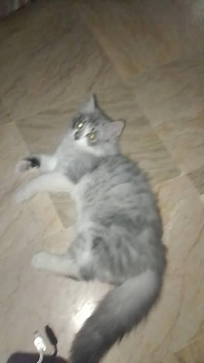 kitten  for sale
