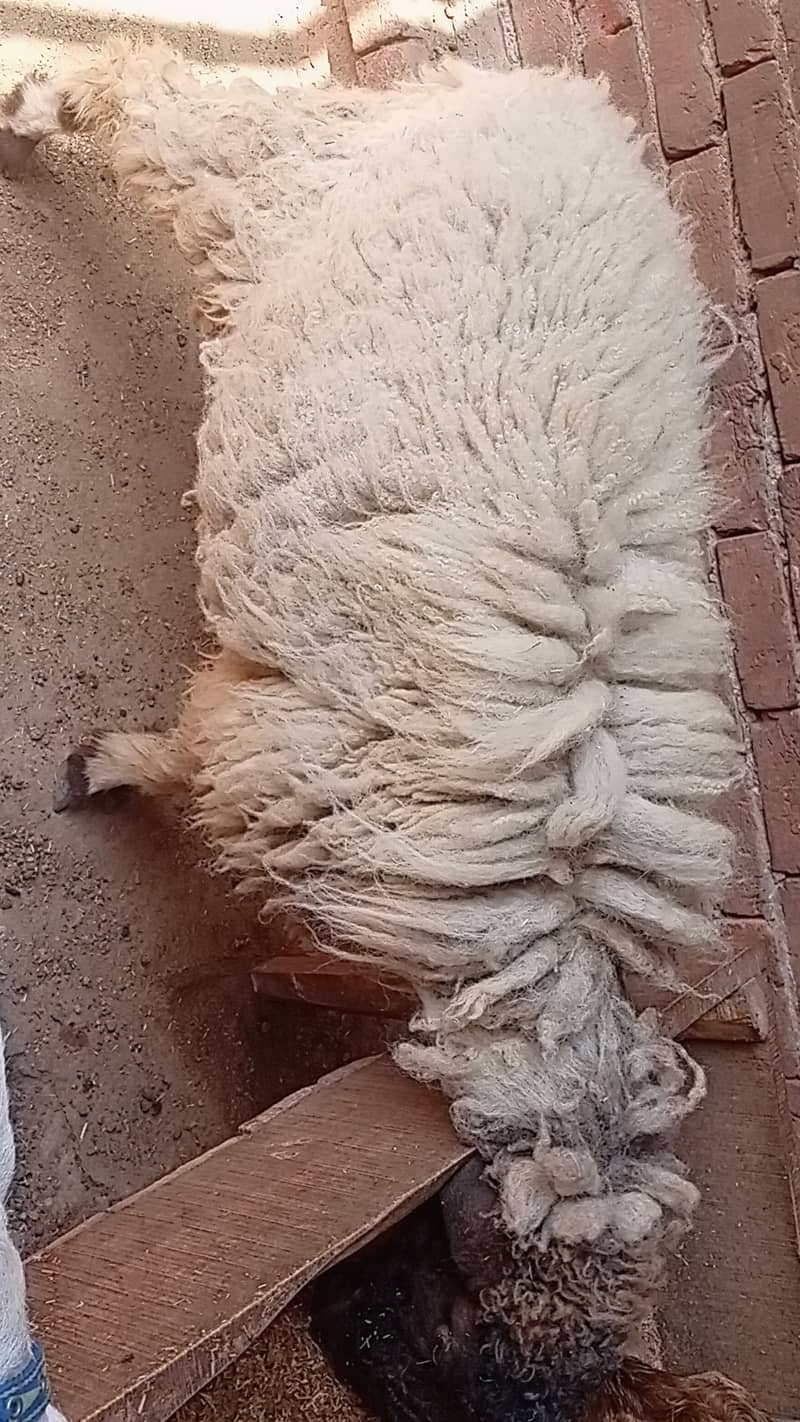 sheep 0