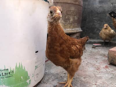 Urgent Sale: Healthy Golden Misri Chicken (Ghar Ki Pali Hui)