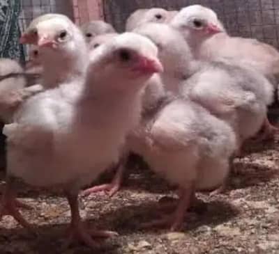 Mashallah pure Heera aseel chiks and egg for sale