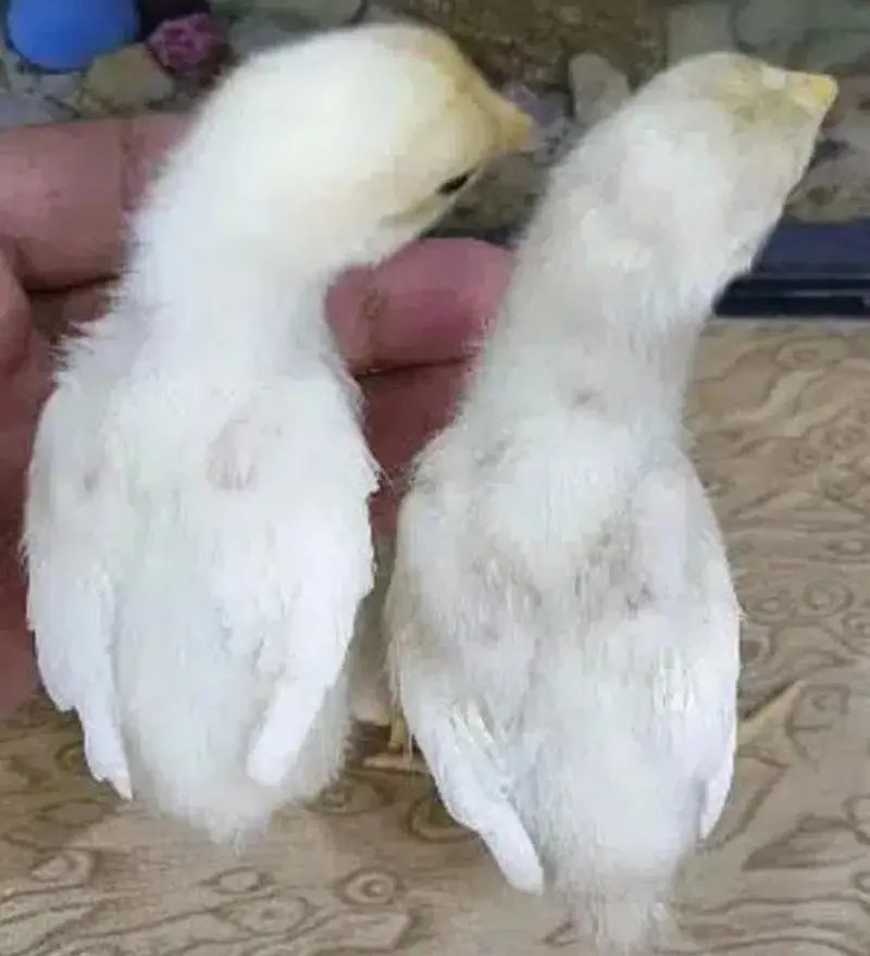 Mashallah pure Heera aseel chiks and egg for sale — photo 6