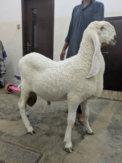 Larkana dumba