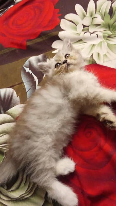 persion cat kitten