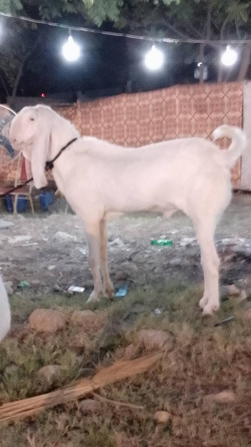 bakra 0