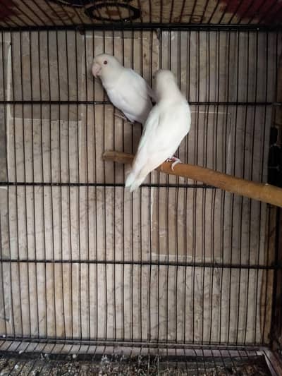 Love bird cremino decino albino