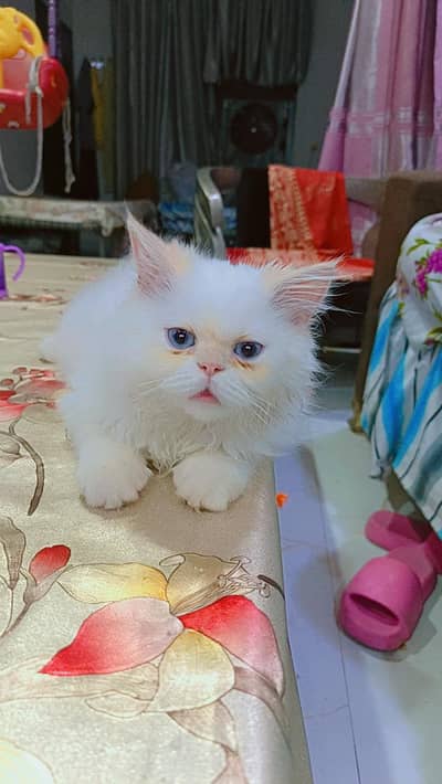 punch face female cat