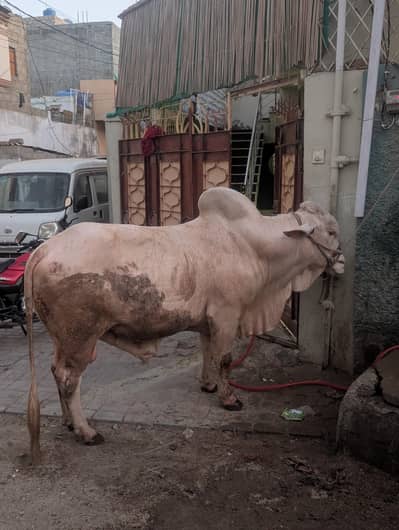 cow for sale