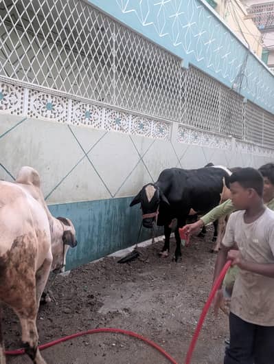 cow for sale