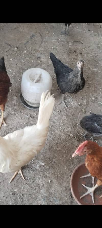 golden or misri chiks weight 300gm se 1.5kg tk hy