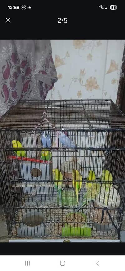 Australian budgie parrots