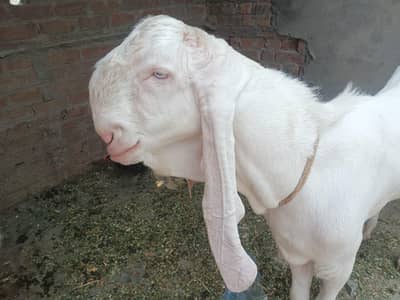 Pure RajanPuri Healthy And Active Beautiful Bakra
