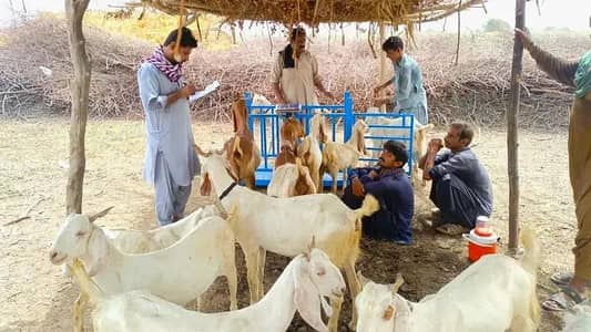 Healthy Bakra Goats Available for Eid-ul-Adha 