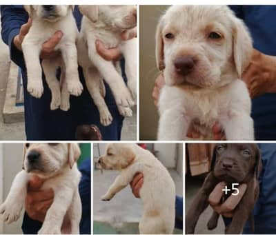 Labrador Retriever puppies