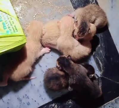 Cute Tabby Mix Cat with 6 Kittens for Sale
