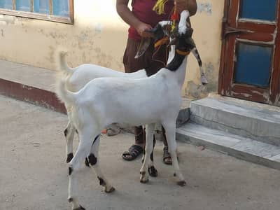 Qurbani bakray for sale 2 dant