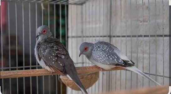 dove berd pear fresh peace