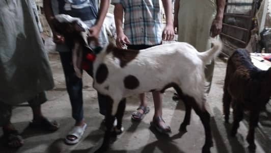 Non castrated Goat (image for reference only