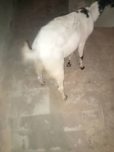 Male Goat Sale 2 Dant