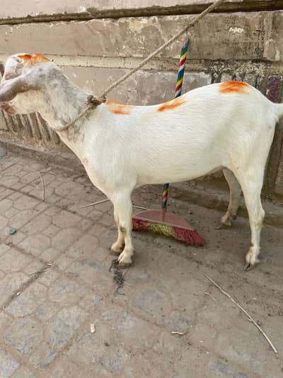 do daant khassi bakray available