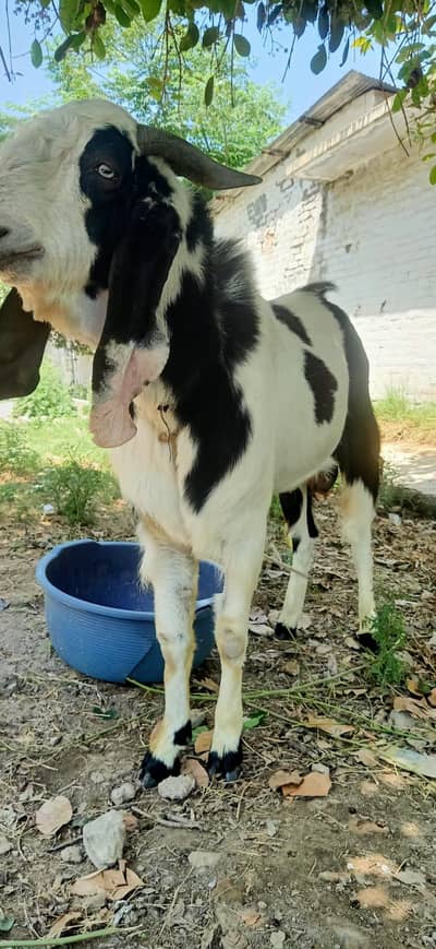 Bakry or Dumby For sale