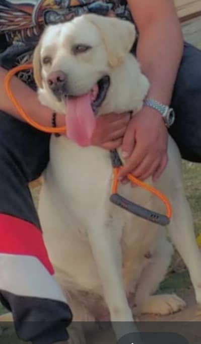 healthy active family female dog