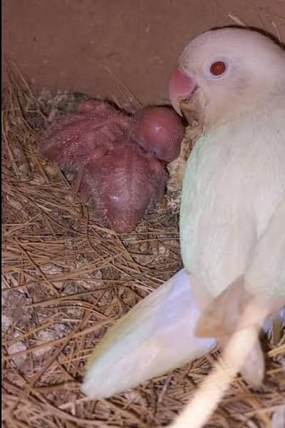 Red eye lovebirds