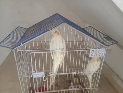 parrot