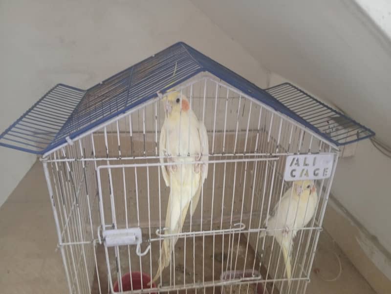 parrot 0