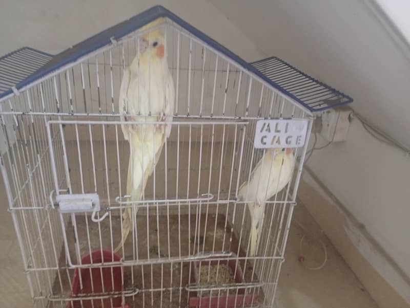 parrot 1