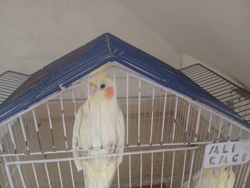 parrot 2