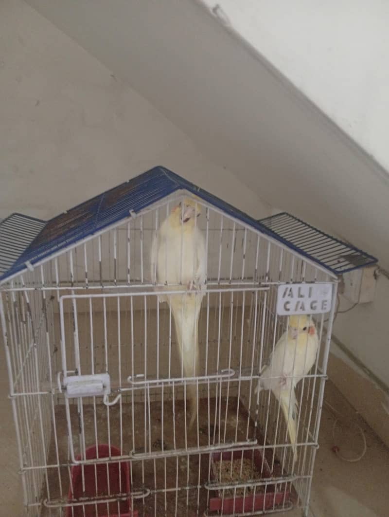 parrot 3