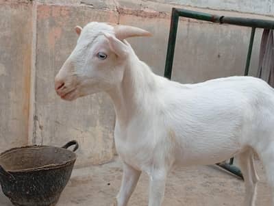 Tedda khassi