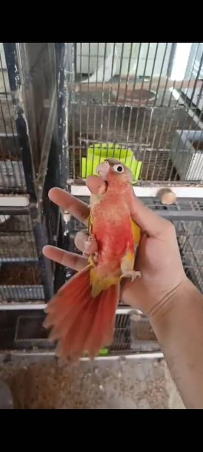 pineapple conure Extreme red factor Tame piece