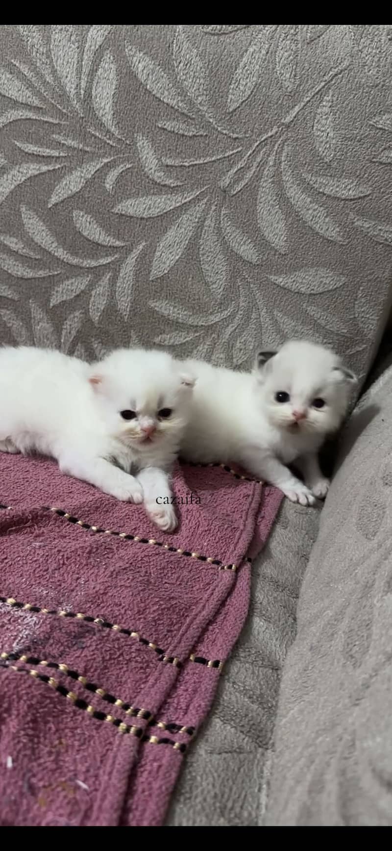 Kittens 0
