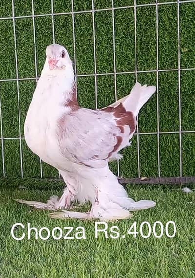 German Imported Lahore Sherazi Fancy Pigeons Kabotar for sale