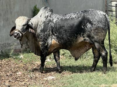 Pure Cholistani Breed (Qasim Ka)