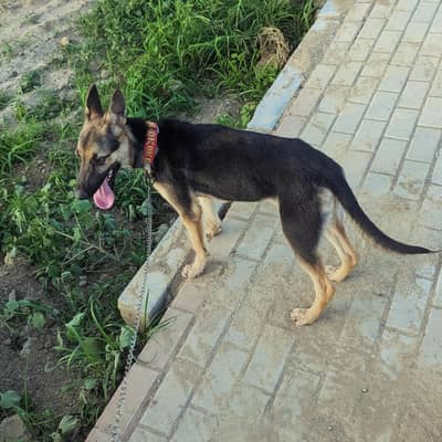 German Shepherd Male